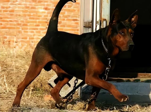 哪种狗狗比较好养，哪种狗狗好养（国内7大最好养的狗）