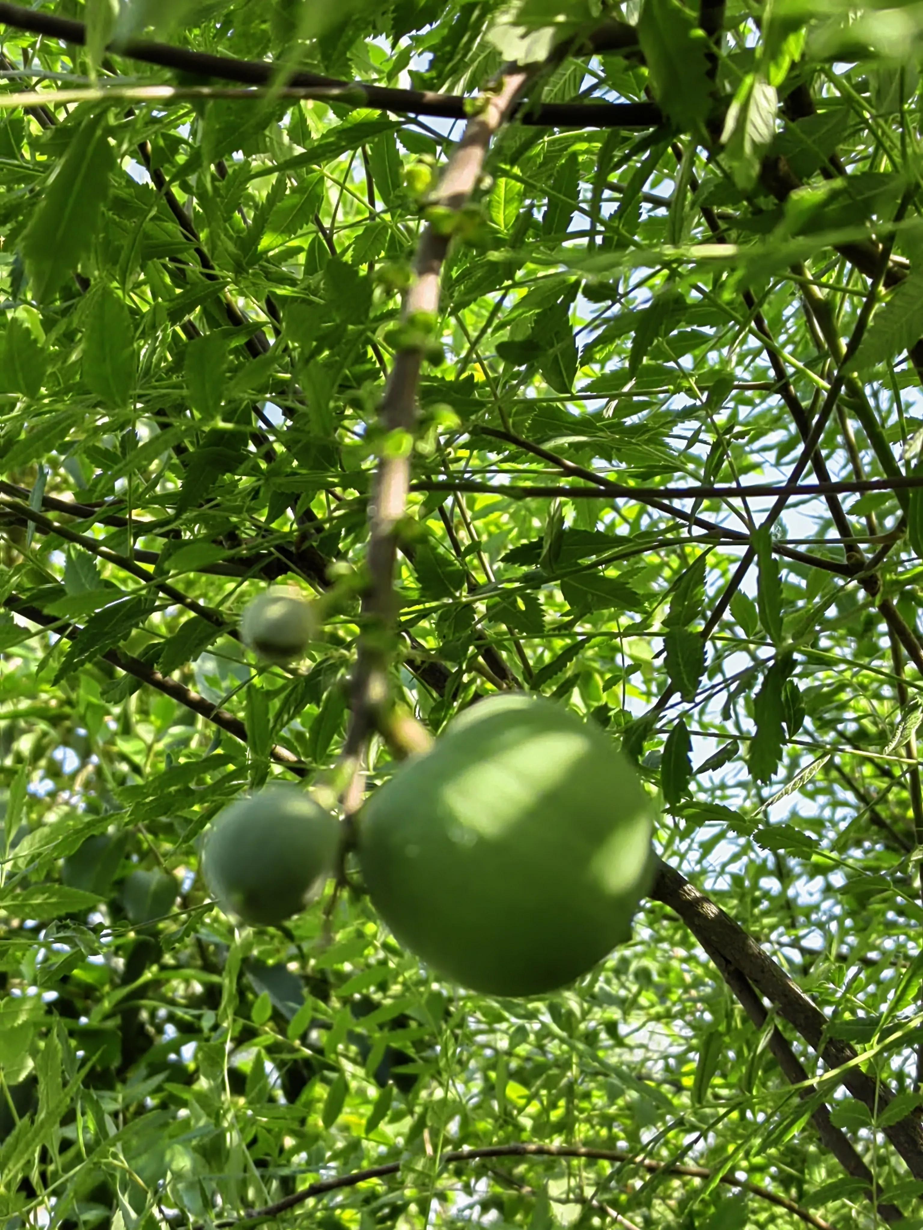 文冠果的用途是药食两用(亦食亦药文冠果) - 农业 - 爱宁信息网
