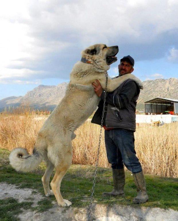 2,坎高犬vs高加索牧羊犬,谁才是大型猛犬的战力天花板?