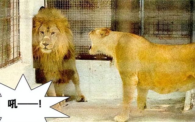 希望英语怎么读，wish用英语怎么读（<欢迎大家一起来打卡学习）