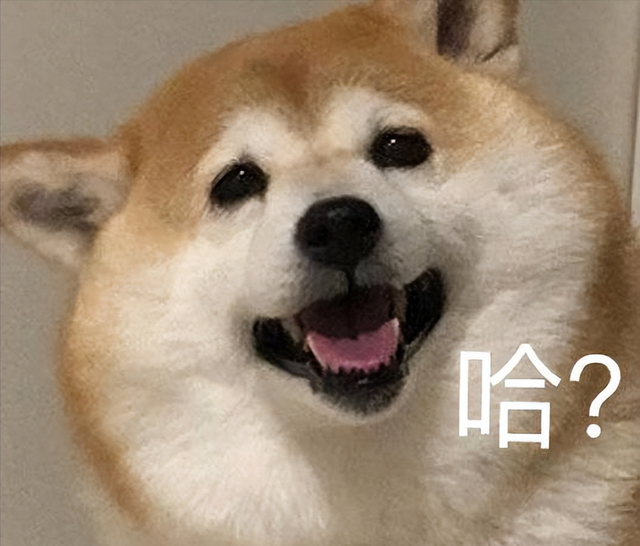 怎么看狗狗的年龄，如何看狗狗的年龄（养狗人：狗的一生“8个阶段”）