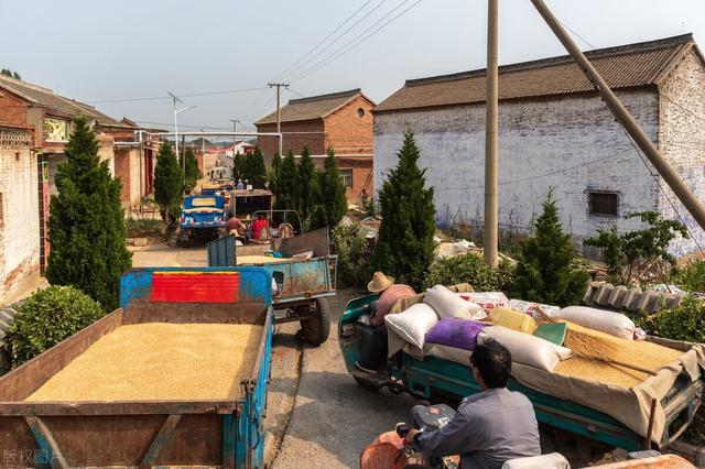 粮食大涨价预示着什么，粮食大涨价预示着什么问题（粮价大涨，3类农民后悔了）