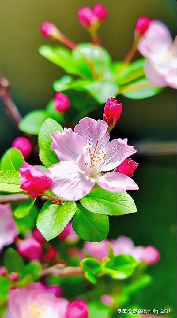 风景美图，风景美图壁纸（鲜花争艳，美景如画，过目不忘）