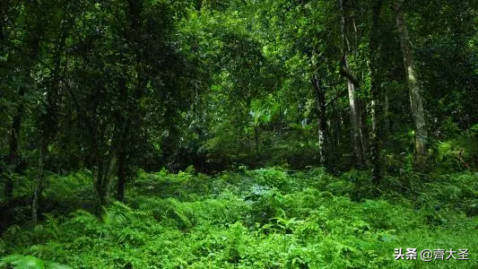 白醋可以去甲醛吗，白醋快速除甲醛的方法（这3个不靠谱的除醛方法可别再用了）