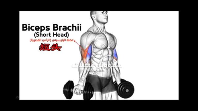 快速练好肱二头肌锻炼方法，快速练肱二头肌的方法（肱二头肌怎么练）