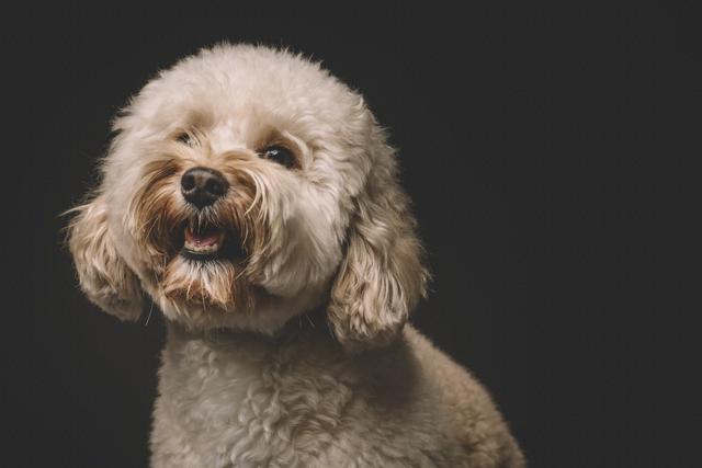 “贵宾犬”VS“比熊犬”哪个好？过来人告诉你，区别大着呢