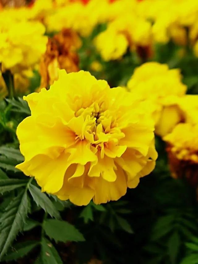 鲜花的花语和花的数目的寓意，鲜花数量的寓意（100种迷人的“数字花”）