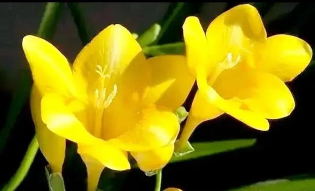 繁花似锦下一句是什么，一路繁花似锦下一句是什么（美醉你的心田）