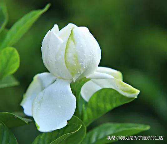 薄荷花的花语是什么，那些令人惊艳的花语