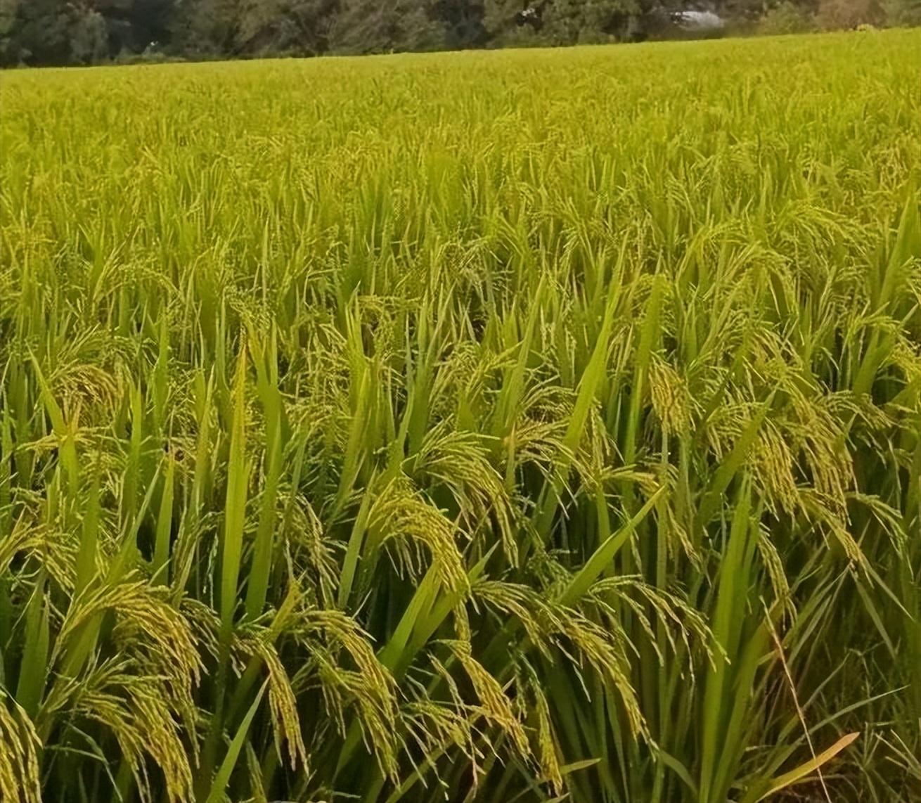 丰两优香一号再生稻图片