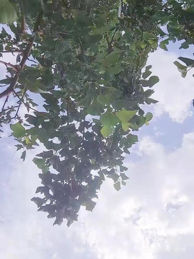 桑子的功效与作用，又到吃桑子的季节