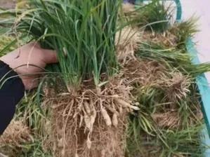 麦冬草简介，麦冬草的介绍（麦冬，乃绿植佳品）