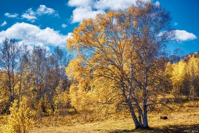 草原旅游去哪里好草原旅游胜地，草原旅游胜地有哪些（来这个内蒙最美的草原吧）
