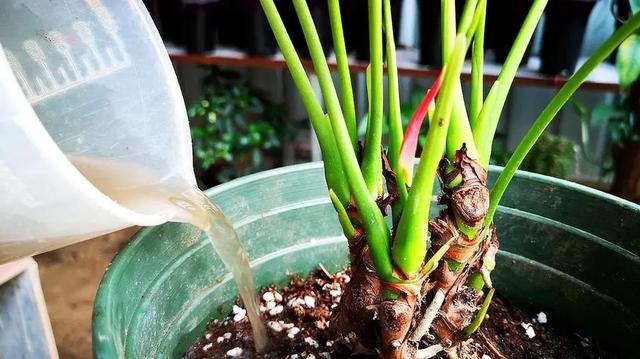 红掌盆栽怎么养，红掌盆栽的养殖方法（养盆“大红掌”）