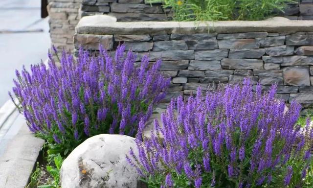 春天开的常见的花，春天开的常见的花图片（超齐全的播种时间表）