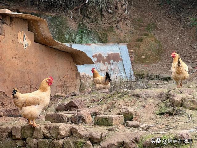 母鸡啊是哪里的方言，方言母鸡是什么意思（“鸡乸”的“乸”怎么读）