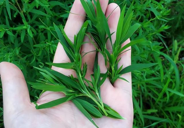 笤帚菜，却不知还是极品野菜（笤帚菜有什么好处）