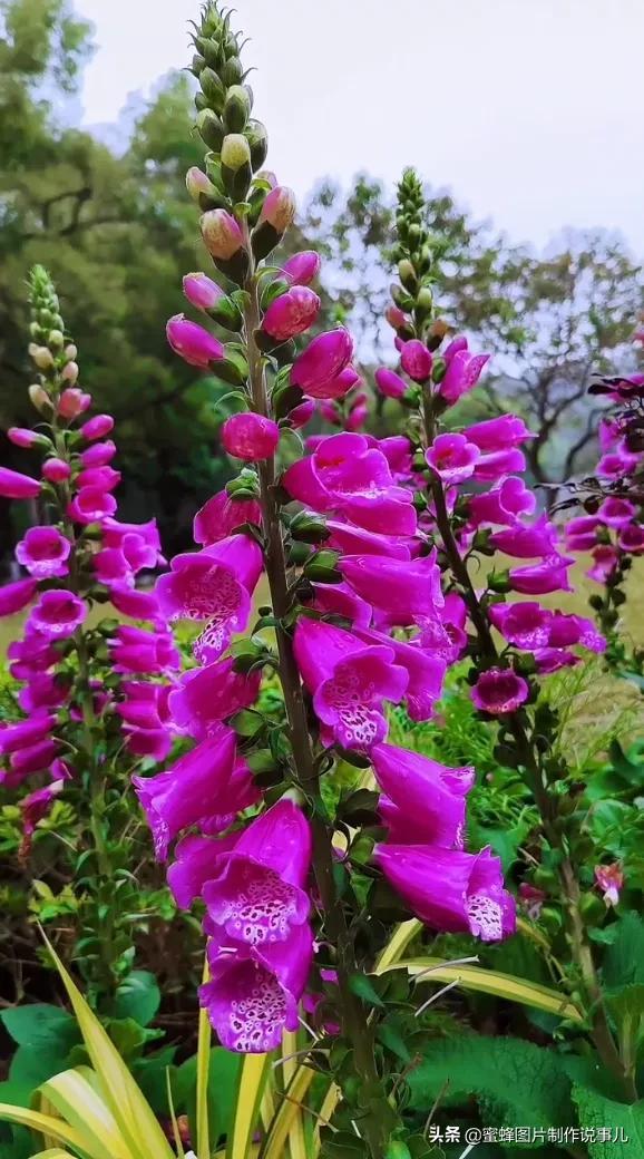 风景美图，风景美图壁纸（鲜花争艳，美景如画，过目不忘）