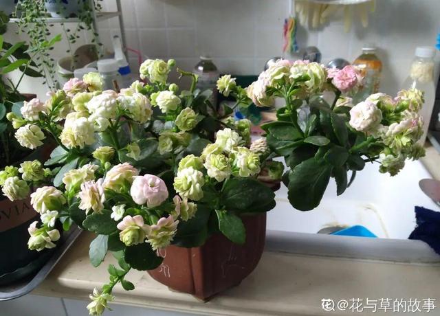 长寿花花语象征与寓意，长寿花的寓意和象征意义（“寿命长”的10种花）