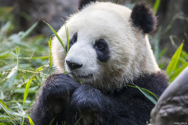 成都网红打卡景点，成都网红打卡景点推荐（这6个地方一定不可错过）