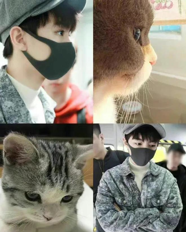 犬系男友和猫系男友有什么区别，什么是猫系男友什么是犬系男友（娱乐圈动物系男明星当道）