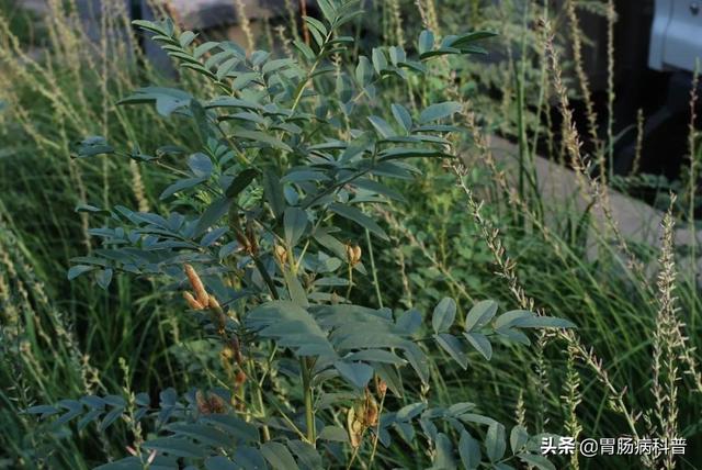 曼陀罗花的图片，曼陀罗花是什么（301味中药材的原植物彩色图谱）