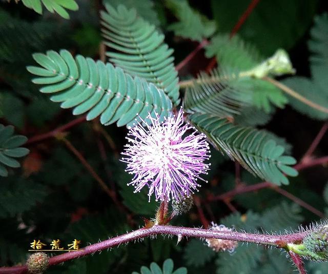 关于含羞草的资料，含羞草的资料介绍（入列世界十大奇异花草之九）