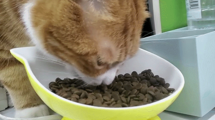 猫喜欢吃什么蔬菜，小猫喜欢吃什么蔬菜（简直就是“人间美味”）