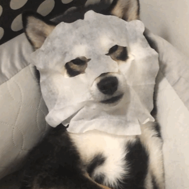 最善良的狗狗是什么狗，最善良的狗是什么品种（是因为狗狗太善良）