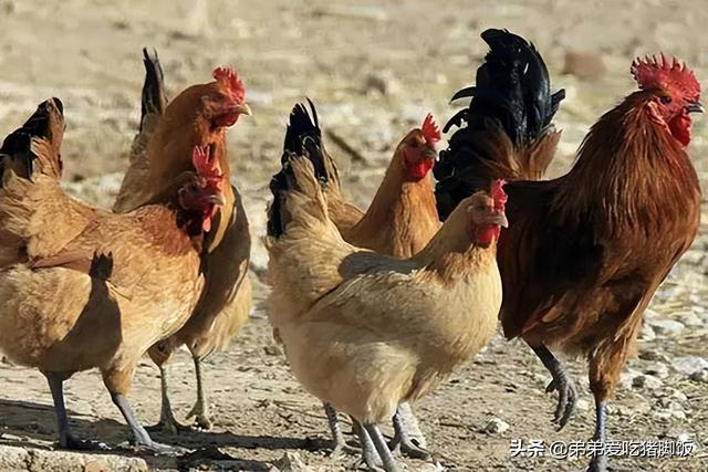 今日白羽大肉鸡价格多少钱，白羽鸡生长周期，多少天出栏