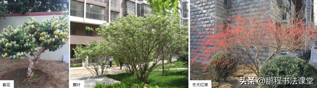 梦见植物是什么征兆，干货丨植物寓意篇