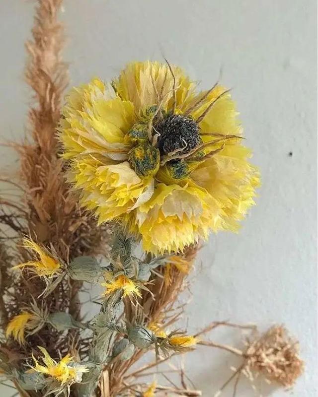 用卫生纸怎么做花，怎样用卫生纸做白花（她用纸种花，美成了童话）