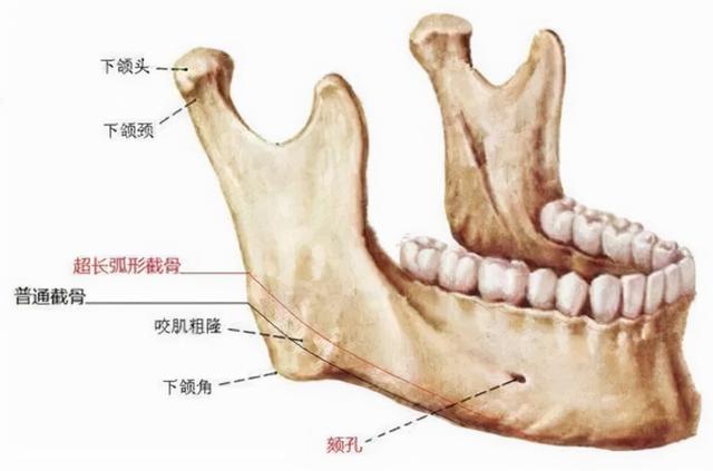 颌下是哪个部位，应该具备哪些要素