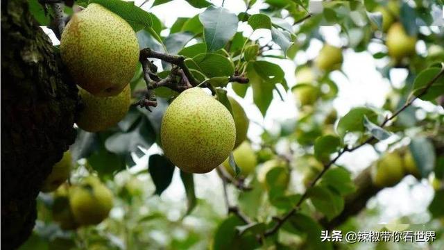 盐城特产介绍，盐城特产（大自然寂静之美造就这里的特色美食）