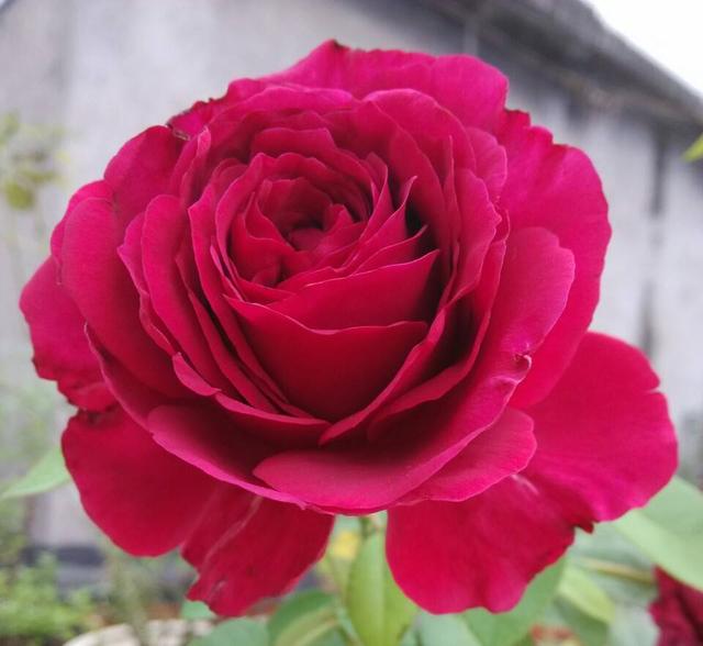 梦露和艾莎月季的区别，月季梦露百科（12种大花月季）