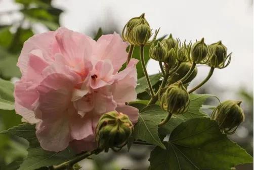 梧桐花的花语和寓意，爱校园——花花世界