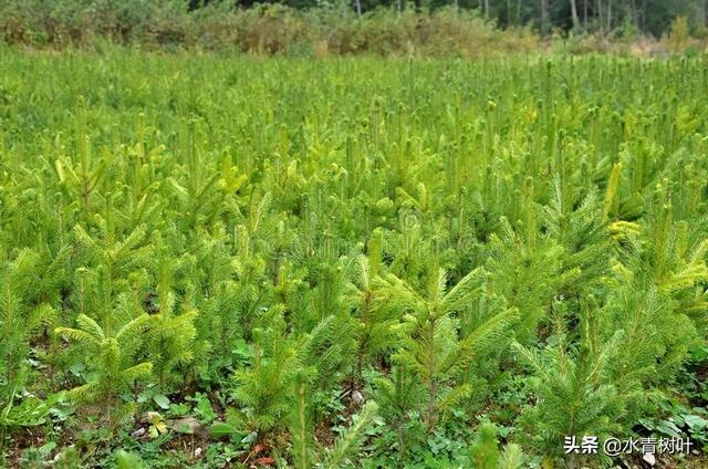 灌木和乔木的区别，灌木或小乔木是什么意思（林地和林地分类）