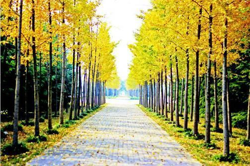 阜阳师范大学排名，阜阳师范学院最新排名（阜阳师范大学开始布局颍上县了）