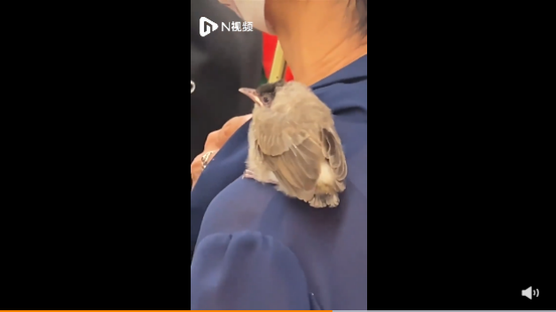 地铁能不能带宠物，地铁能不能带宠物狗（为什么乘坐地铁不能携带宠物）