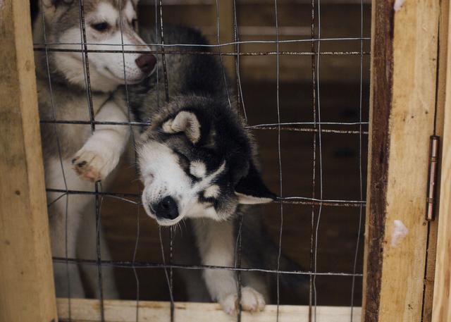 哈士奇犬个性特征，若“哈士奇”有这些特征