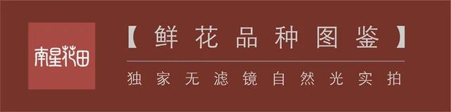 七朵玫瑰代表什么，最常见的红玫瑰（四朵玫瑰花是什么意思）