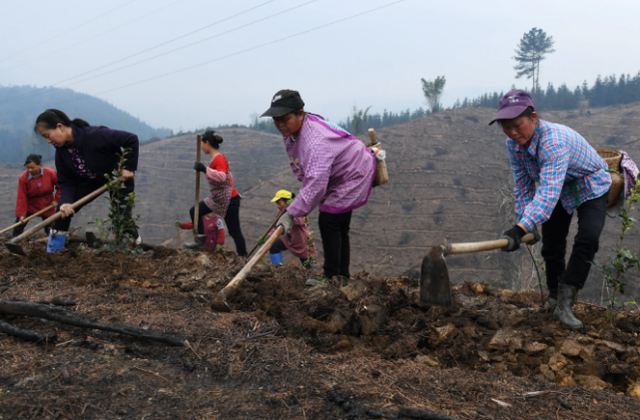 茶籽油一般多少钱一斤，茶油多少钱一斤（茶油卖到上百元一斤）