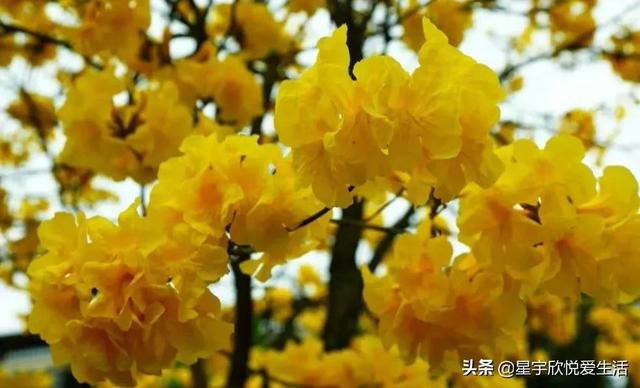 黄风铃花的花语和寓意，黄风铃花的花语和寓意和象征（分享图片——三月的黄风铃花）