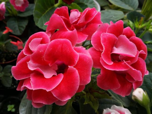 花，花好月圆人长久（72种鲜花欣赏图片）