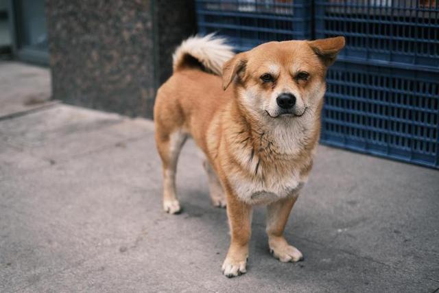 性格温顺的小型犬图片