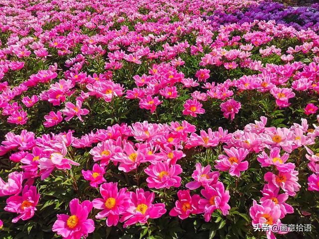 美丽动人是什么意思，美丽动人是形容什么的（邀您领略春末夏初“花相之美”）