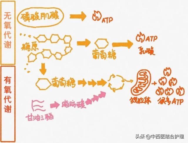 燃脂与有氧耐力哪个更消耗脂肪，无氧运动和有氧运动哪个燃脂更快（“有氧”vs“无氧”）