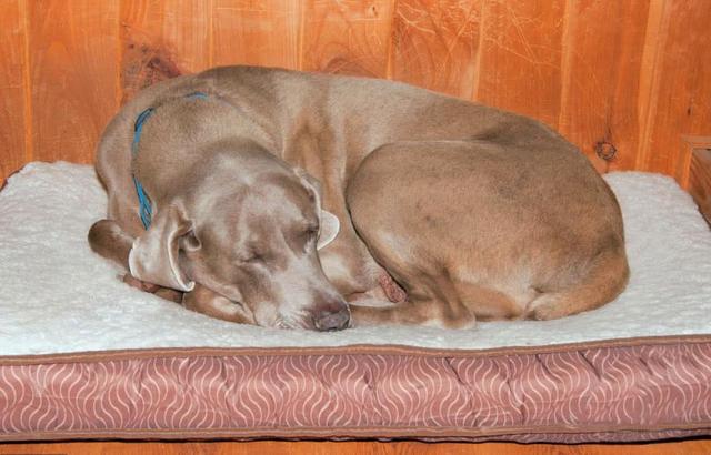 狗多大年龄2021，狗狗的年龄有多大（宠主一定要好好珍惜自家狗）