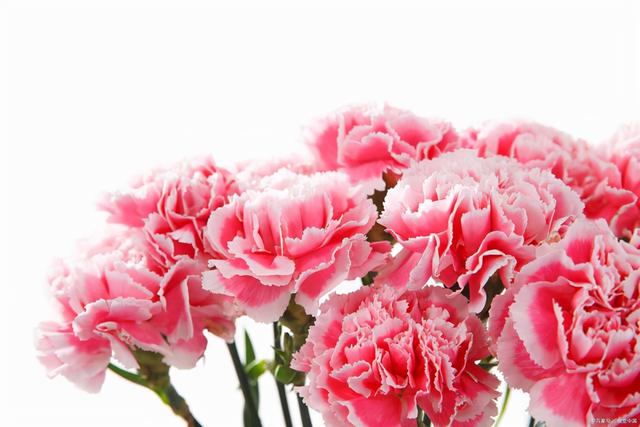 康乃馨不同颜色都代表什么，康乃馨不同颜色都代表什么寓意（那些需要知道的花事）