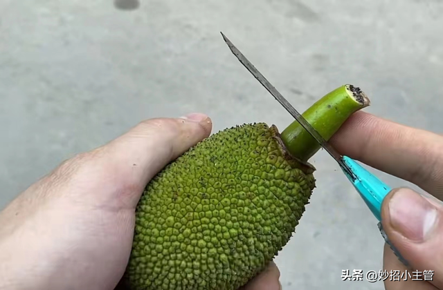 种菠萝蜜生活小妙招，把整个菠萝蜜埋花盆里